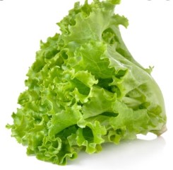 Lettuce Romaine /Pkt